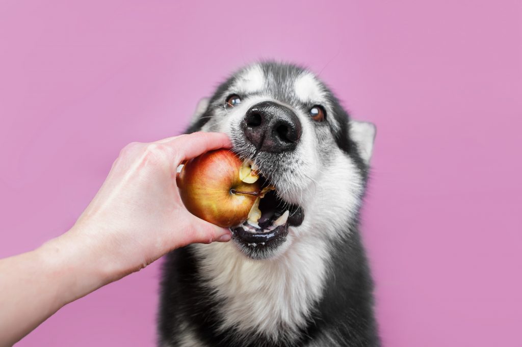 Dog eating apple malamute husky