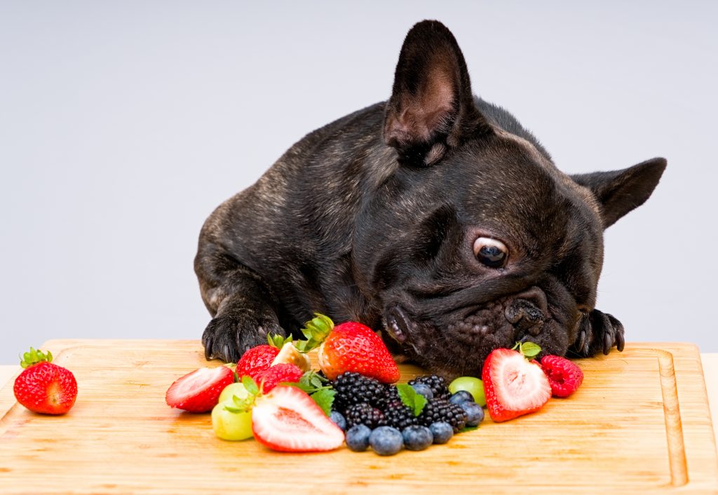 French Bulldog eating berries strawberry blueberry