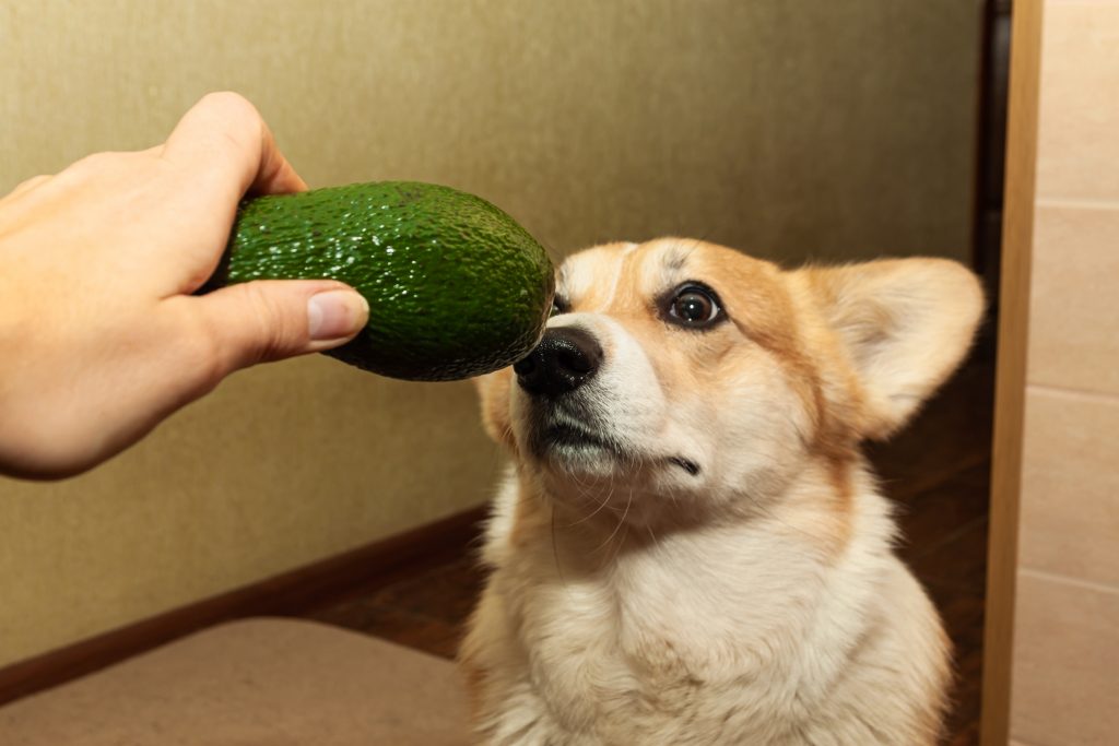 dog scared to eat avocado