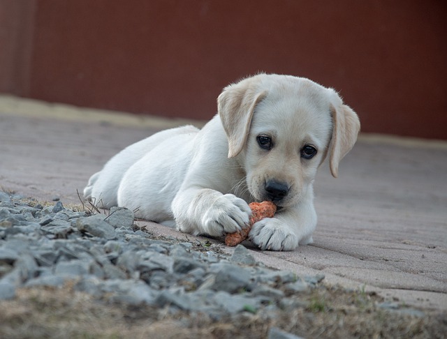 can Dogs eat vegetable carrots