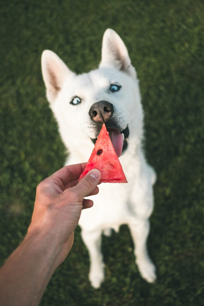 Can Dogs Eat Vegetables fruits watermelon