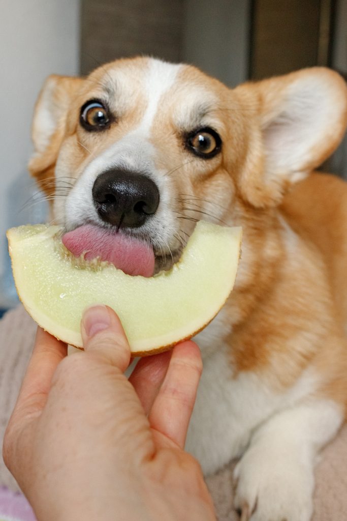 dog eat fruits