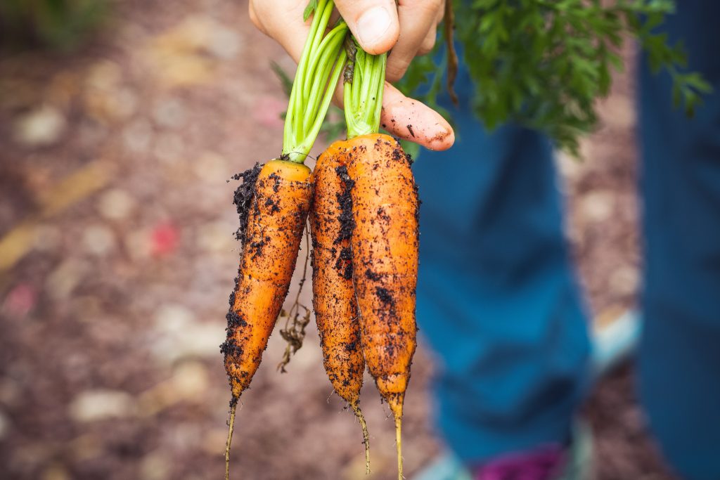 carrots benefits carrots nutrition