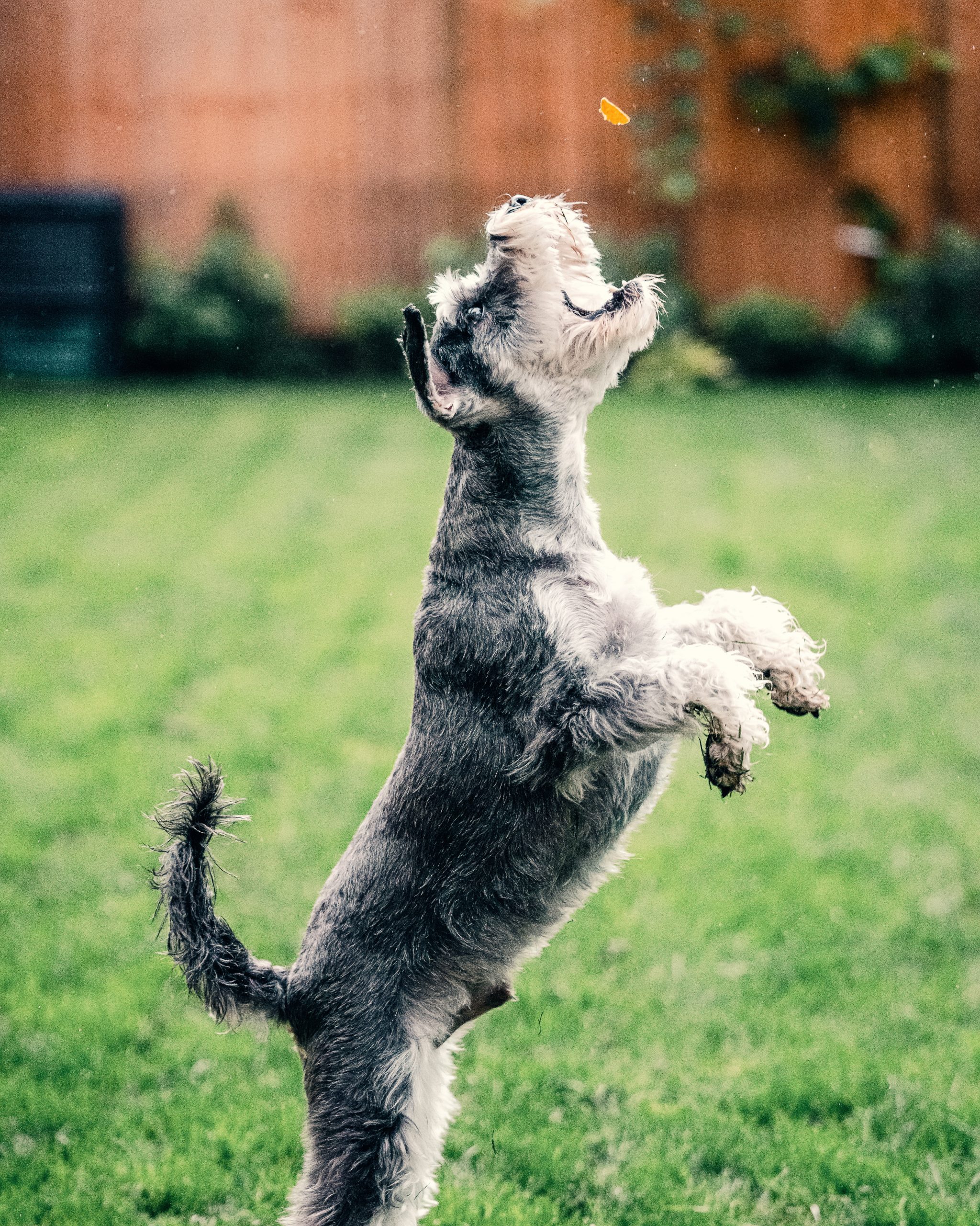 Turmeric for dogs treats