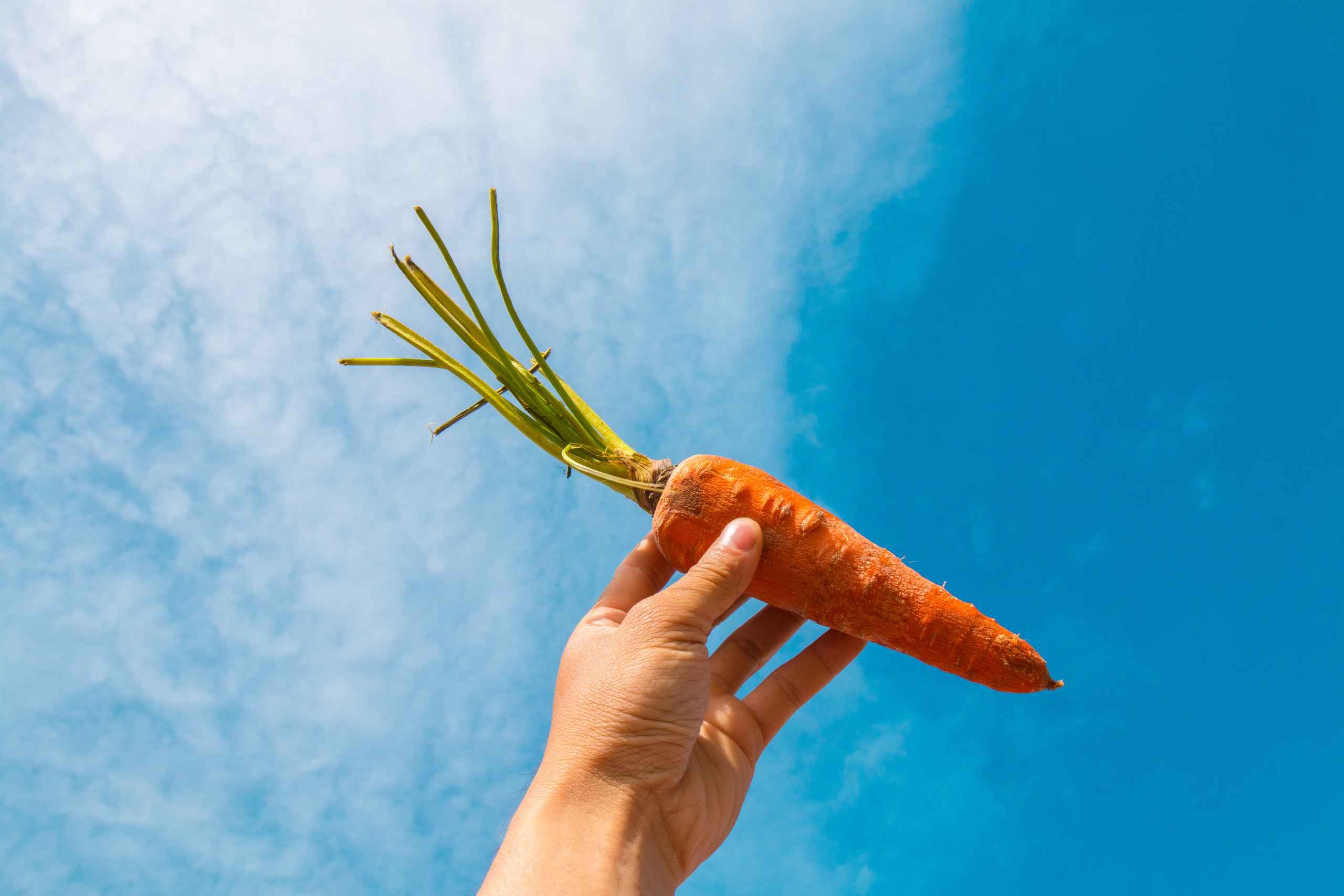carrots