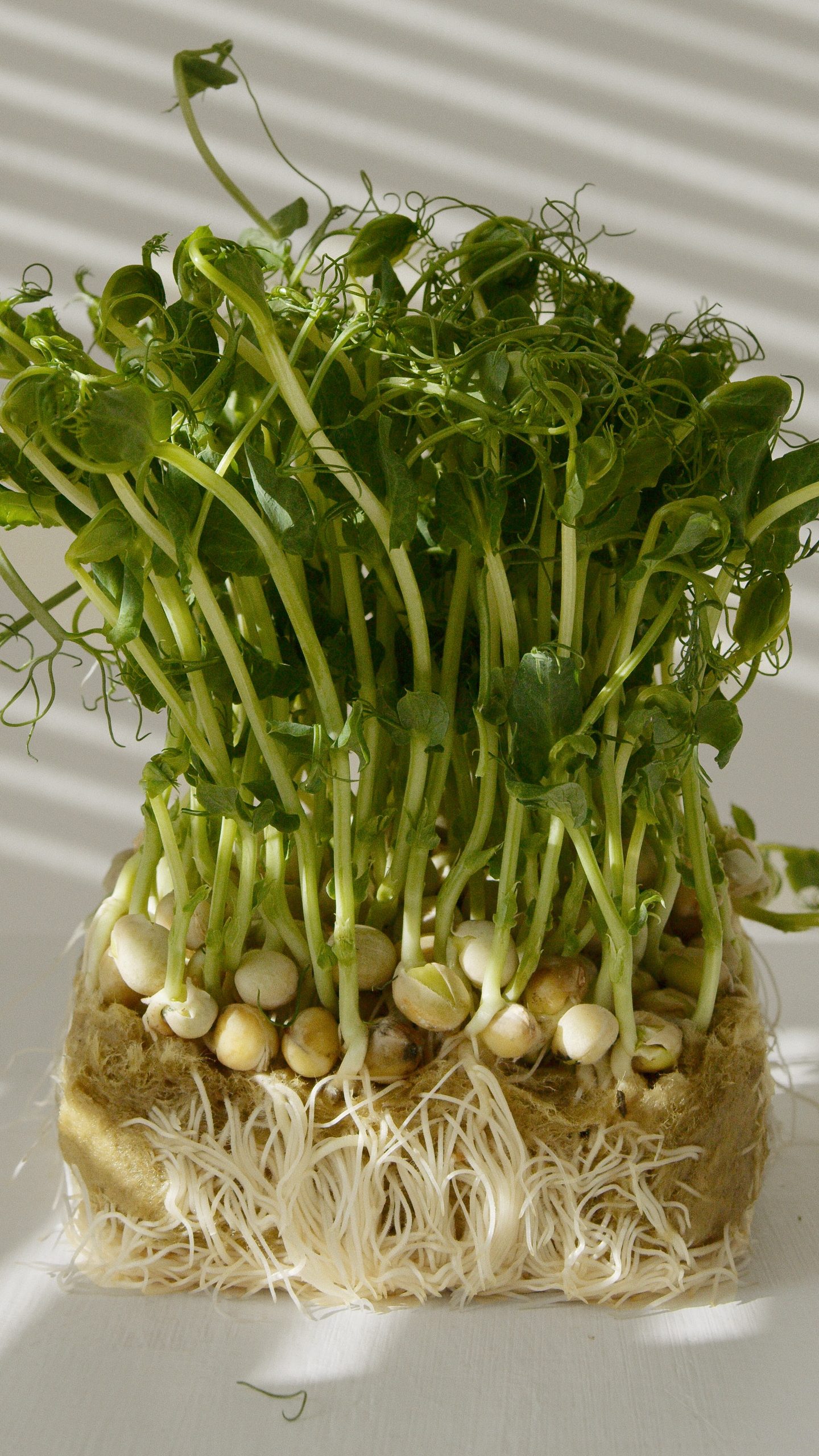 Close-up of a freshly sprouted seedling with vibrant green leaves and delicate roots, symbolizing growth and healthy living