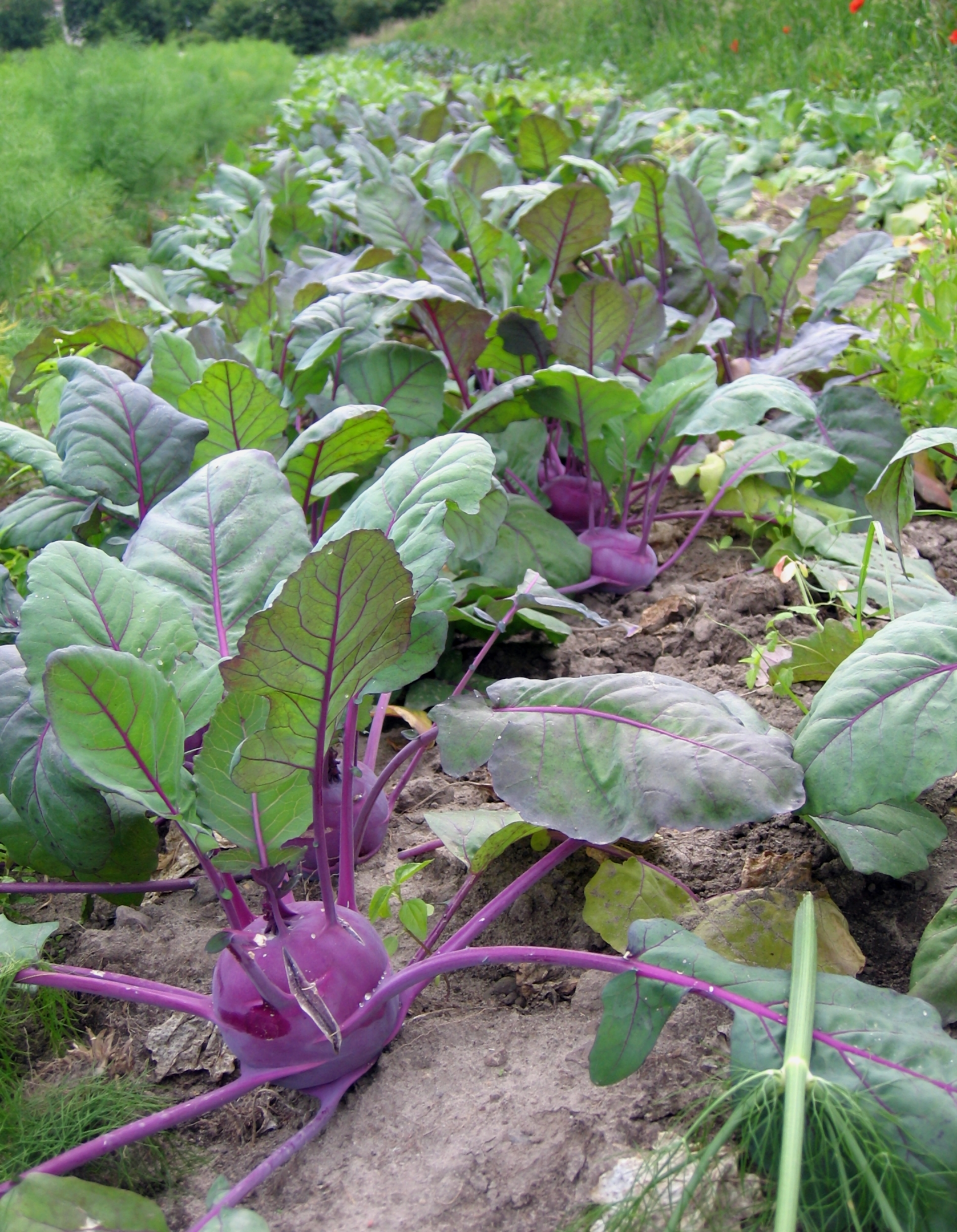 Vibrant purple kohlrabi growing in a lush green field plantation, showcasing its unique color and bulbous shape