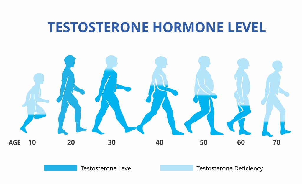 Testosterone hormone level chart illustrating the peak of testosterone production in an individual's 20s, followed by a gradual decline with age